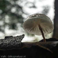 blikopnatuur_paddenstoel